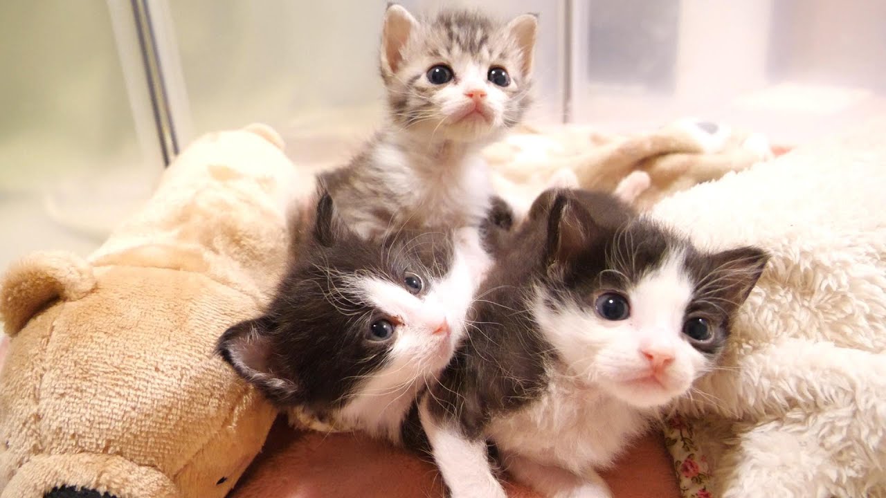 ミルクの匂いで子猫たちが起きちゃった【赤ちゃん猫　保護猫】