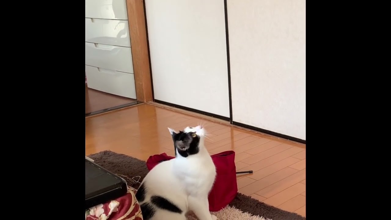 「うっとおしいやつにゃ」