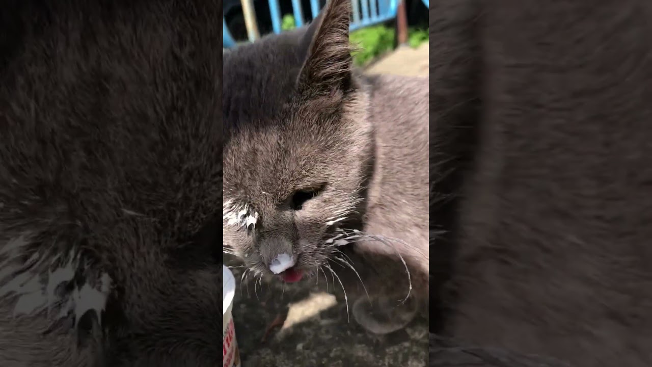 Korat cat close up please subscribe #cutecat #cats #kittens #viralshorts