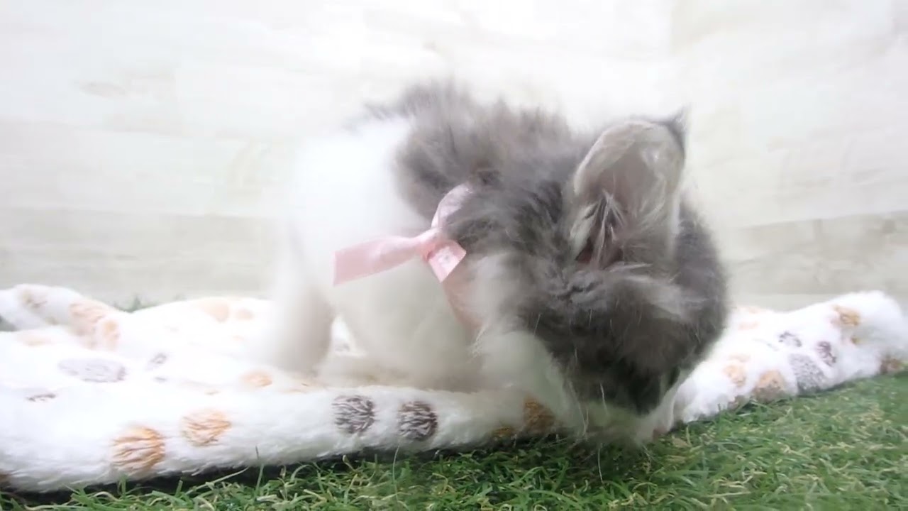 ペットショップcoo&riku No00634914 ノルウェージャン・フォレストキャット
