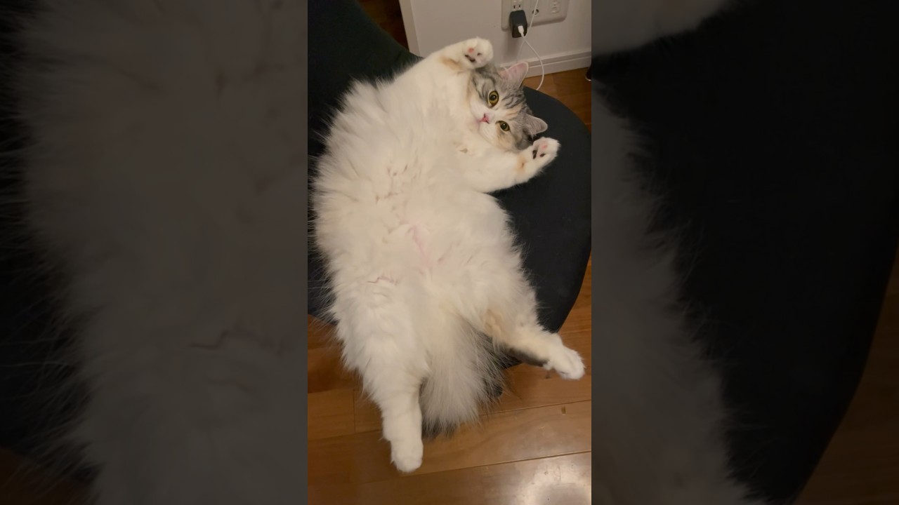 もふもふアピール #sorts #cat #子猫 #猫 #癒し #cute #cutecat #スコティッシュフォールド