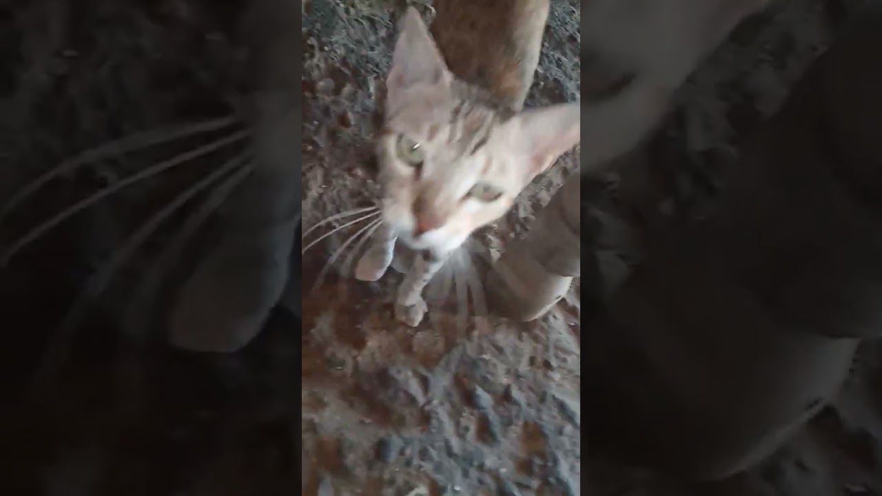 Brown cat #shorts #shortsvideo #shortvideo #short