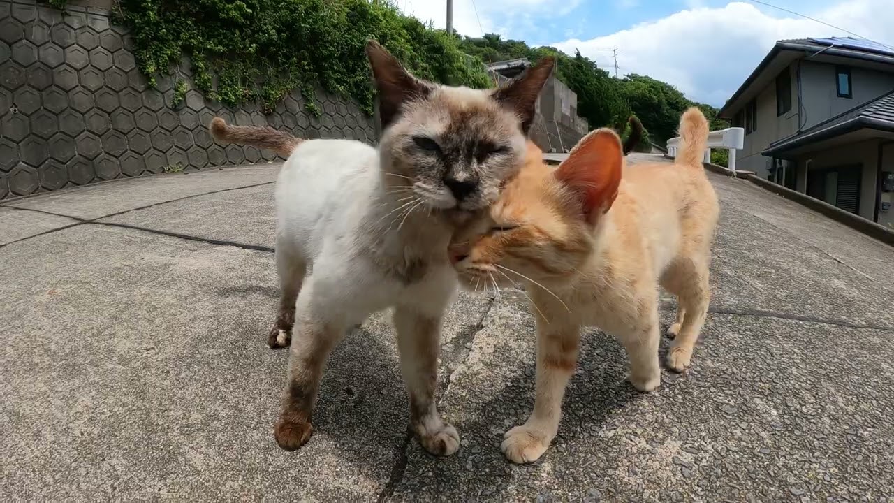 シャム猫と茶トラ猫の仲良しコンビが顔をスリスリしながら甘えにきた