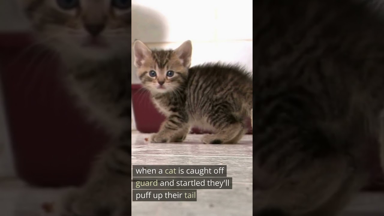Ever Wondered Why Your Cat Puffs Up its Tail? Find Out Now! #shorts