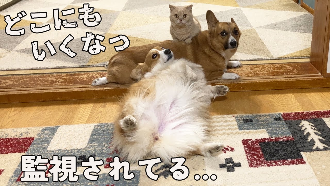 また入院するんじゃないか？と一日中ストーカーされる日々