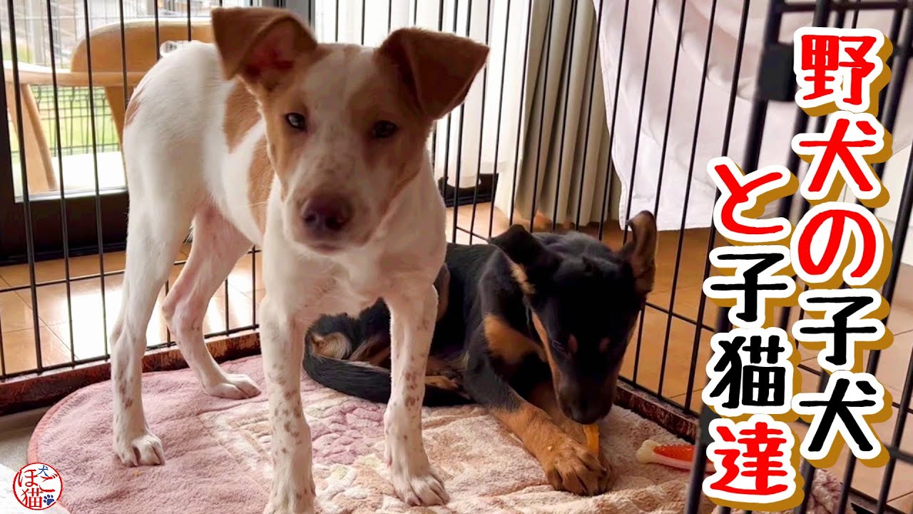 【子猫　保護犬 野犬】子犬と子猫がケージの中に大集合！