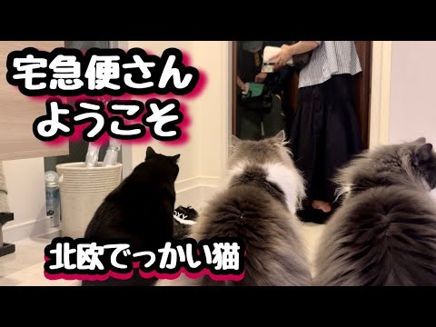北欧のでっかい猫たちが宅急便さんをウェルカムしすぎるんです‼️ノルウェージャンフォレストキャット