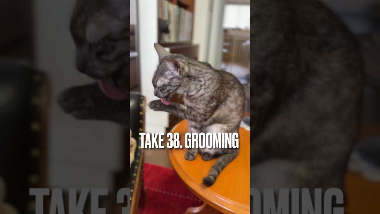 食後の#グルーミング にゃ #grooming #猫 #エジプシャンマウ #shorts