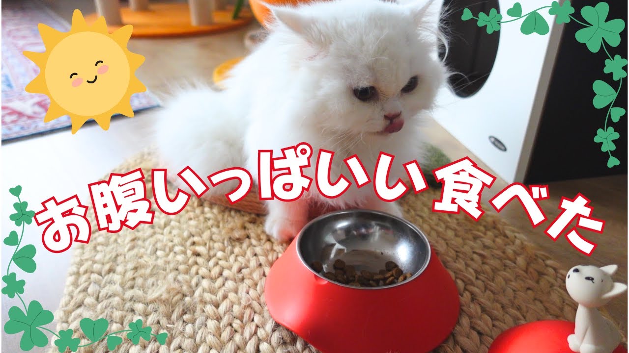 栄養失調の返された子猫！美味しそうにウエットを頬張る！