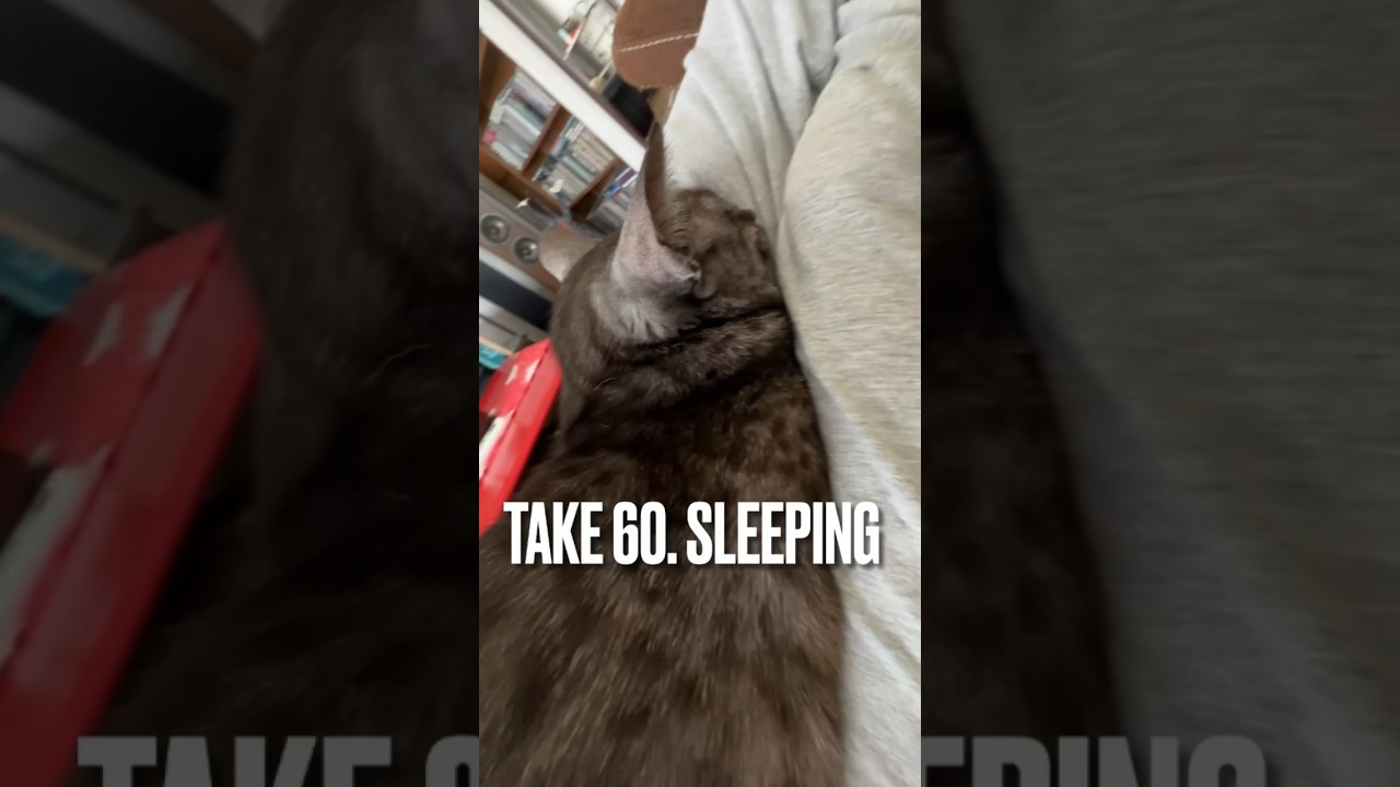 #眠り猫 にゃ #重い💦 #猫 #エジプシャンマウ #sleepingcat #shorts