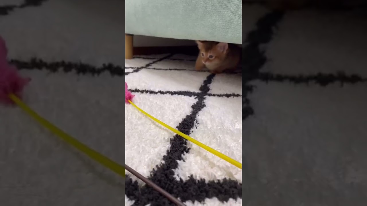 ソマリレッド ジョナゴールド生後50日/Somali kitten, 50 days old