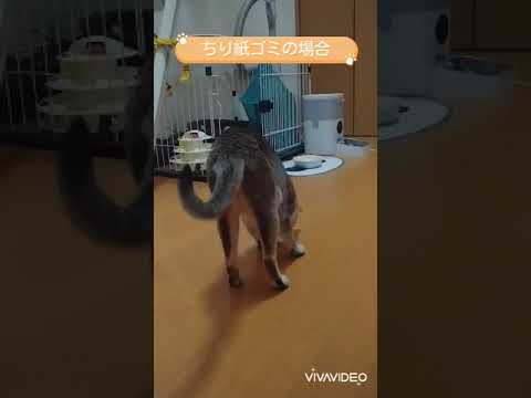 子供だましのオモチャには飽き飽きしたシンガプーラ猫はこちら　#shorts