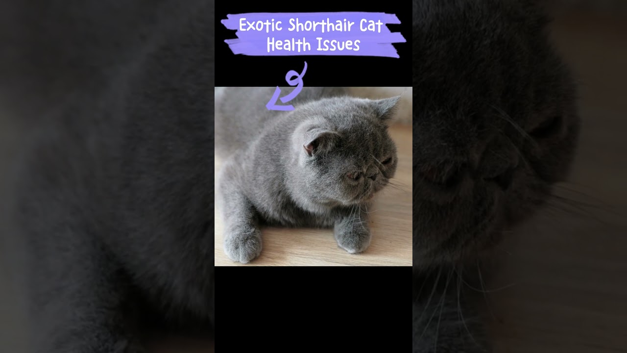 Exotic Shorthair Cat Health Issues😿🙀 #shortsfeed