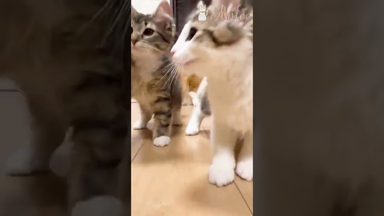 ノルウェージャンフォレストキャットの赤ちゃん【ぷるーにゃ】 #shorts