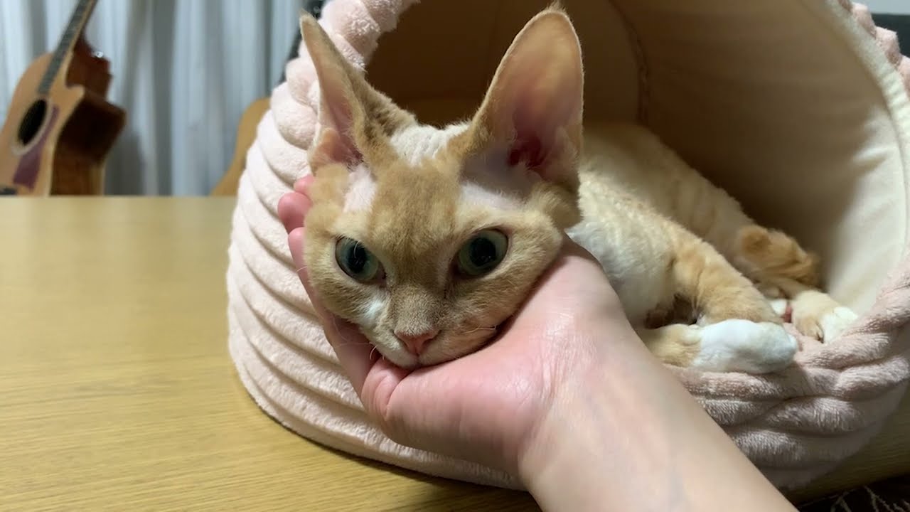 寛ぎ中のデボンレックス猫にちょっかいを出してみました(Playing with Devon Rex cat in a relaxed mood)