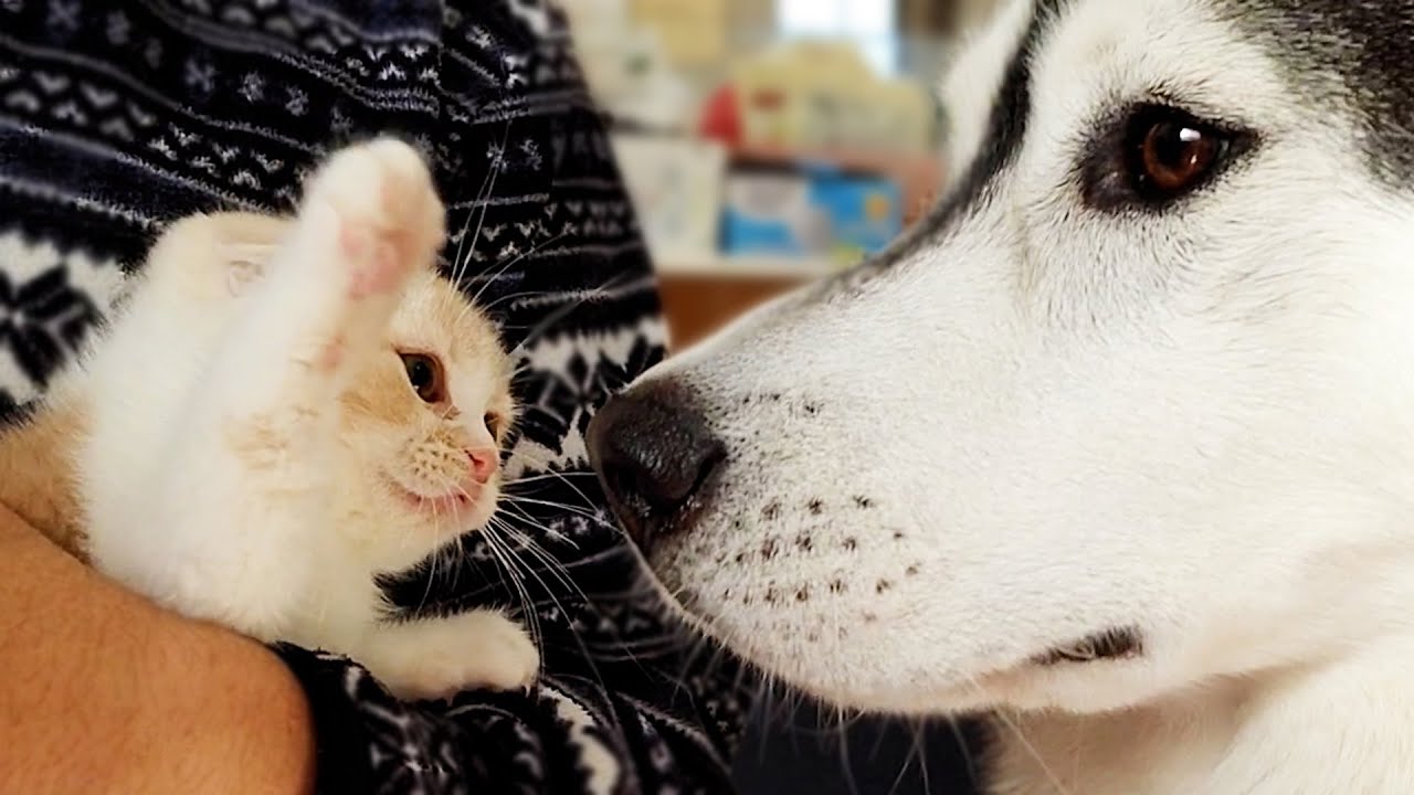 初めて大型犬を見た子猫がこうなっちゃいました...