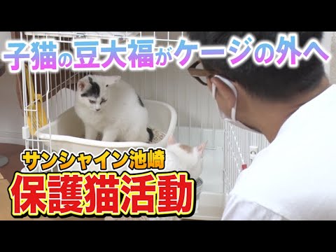 【保護猫活動】サンシャイン池崎！子猫の豆大福がケージの外へ
