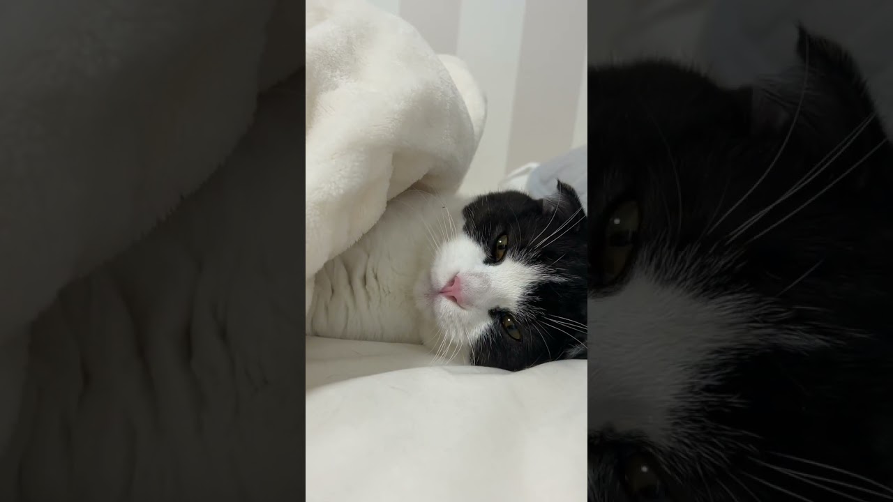 お布団の中でくつろぐ子猫【猫のいる暮らし】#shorts