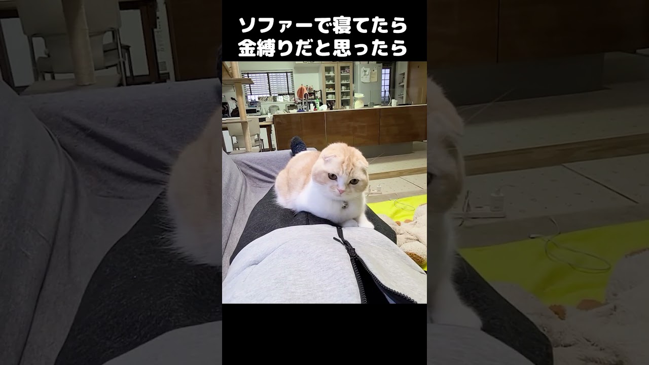 お昼寝中に金縛りにあったと思ったら猫がこうなってました…#shorts