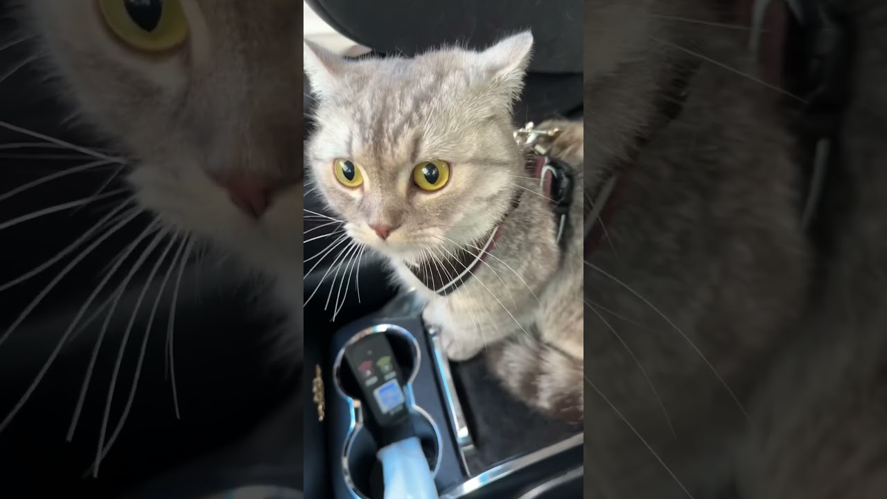 洗車機に驚く猫🙀 #猫 #マンチカン #cat #kitten #kitty #catlover