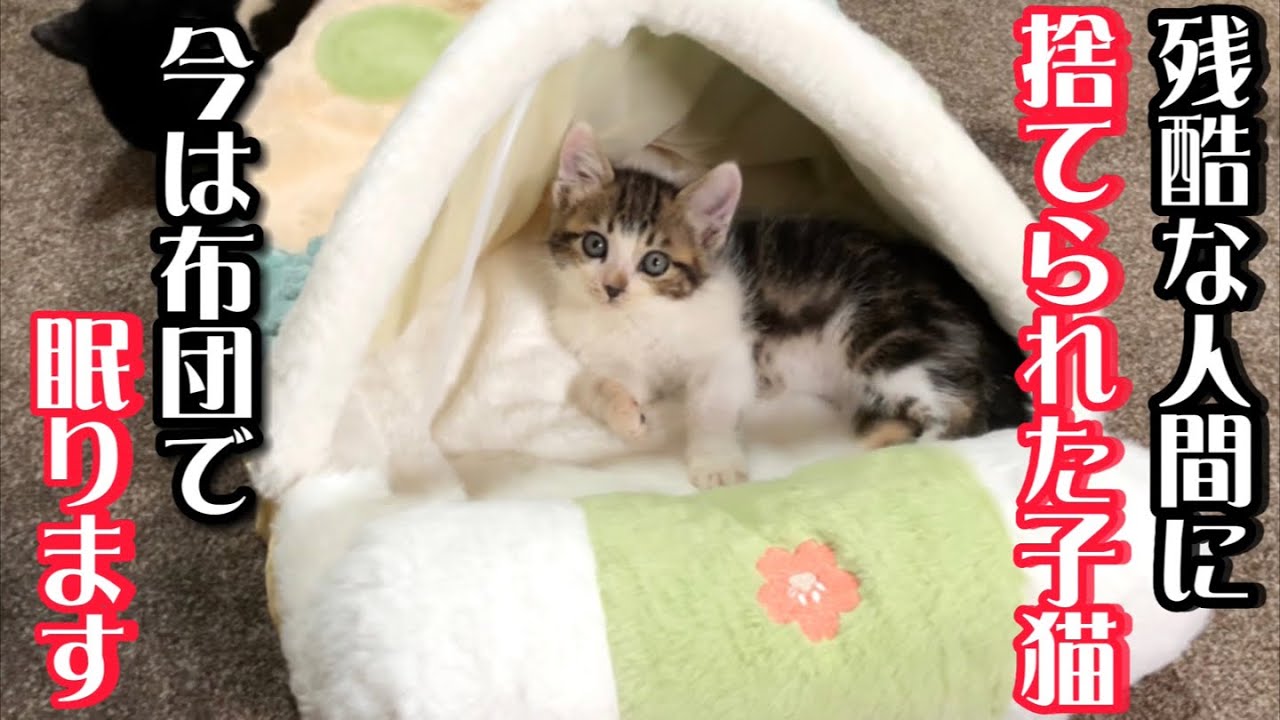 過酷な環境に耐えた子猫様にお布団で寝ていただきました