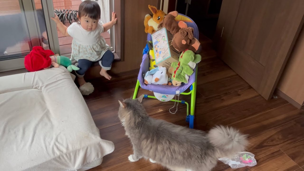 シーズン初ゴキを知らせてくれる猫　ノルウェージャンフォレストキャット　A cat that informs me of the first cockroach of the year