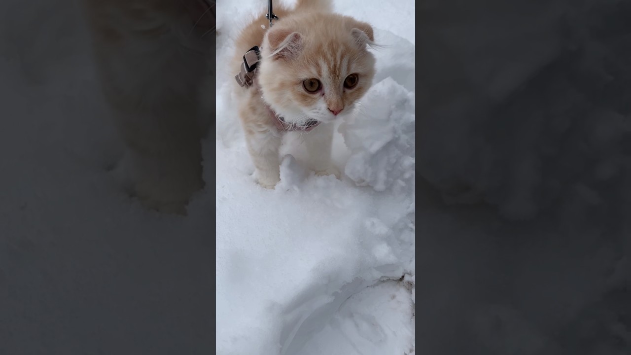 初めての雪で仔猫はどうなる！？ #shorts #猫 #スコティッシュフォールド