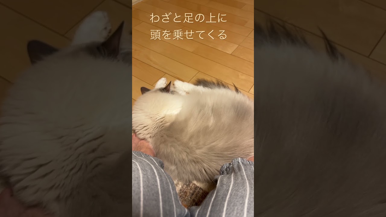 寂しがりやな猫#ラグドール #猫 #shorts