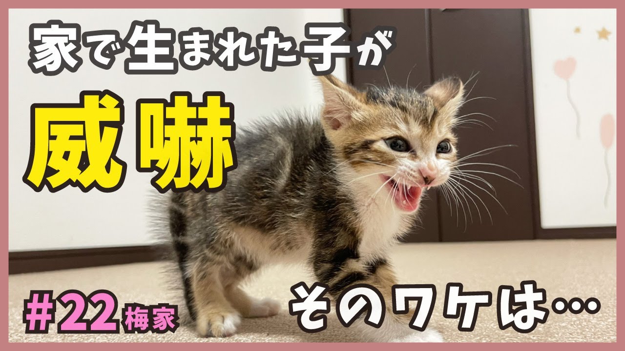 毛が逆立ち威嚇！可愛い子猫の目線の先には…生後１ヶ月の子猫の家猫訓練は癒しが満載！【子猫の誕生から成長まで・梅家22】kitten