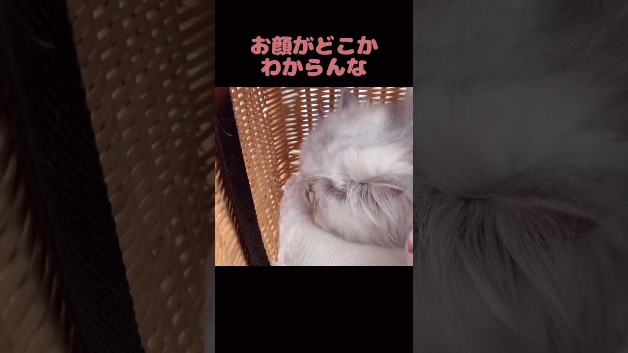 💛動物病院に初めて連れて行かれたラグドールの仔猫⚡️😈⚡️#shorts #cat #猫 #子猫#ペルシャ猫 #ラグドール