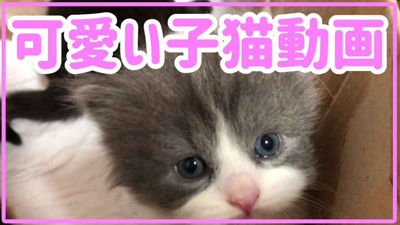 スコティッシュフォールド子猫ブリーダー販売ペットショップ業許可 猫里親募集 Cute cat Kitten Scottish fold 大阪 京都 兵庫 奈良