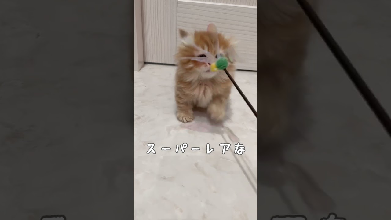 【激レア】ミッキー耳♡短足キンカローの女の子