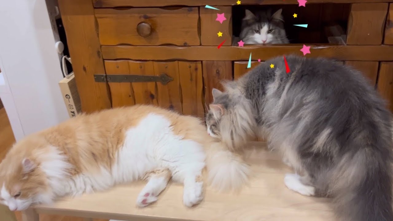 【まねっこ】穴があったら入りたいにゃん！！！憧れのターキッシュアンゴラの真似をするノルウェージャンフォレストキャットたちww