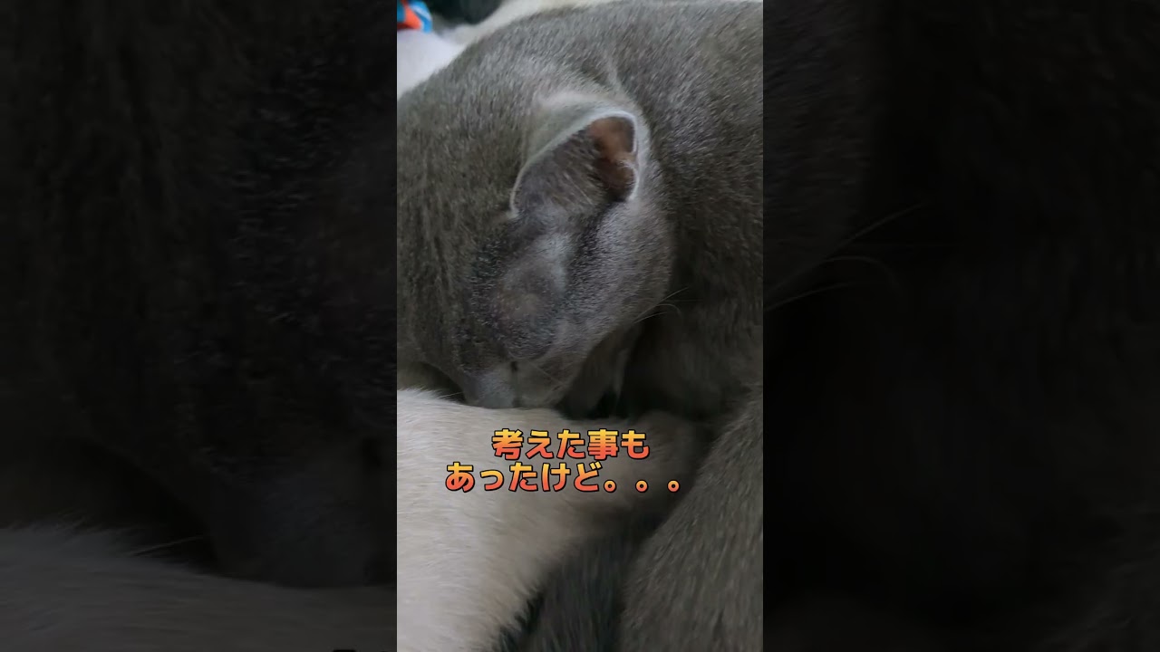 里子に出さなくて良かった🐈‍⬛💞  #ロシアンブルー #russianblue #子猫