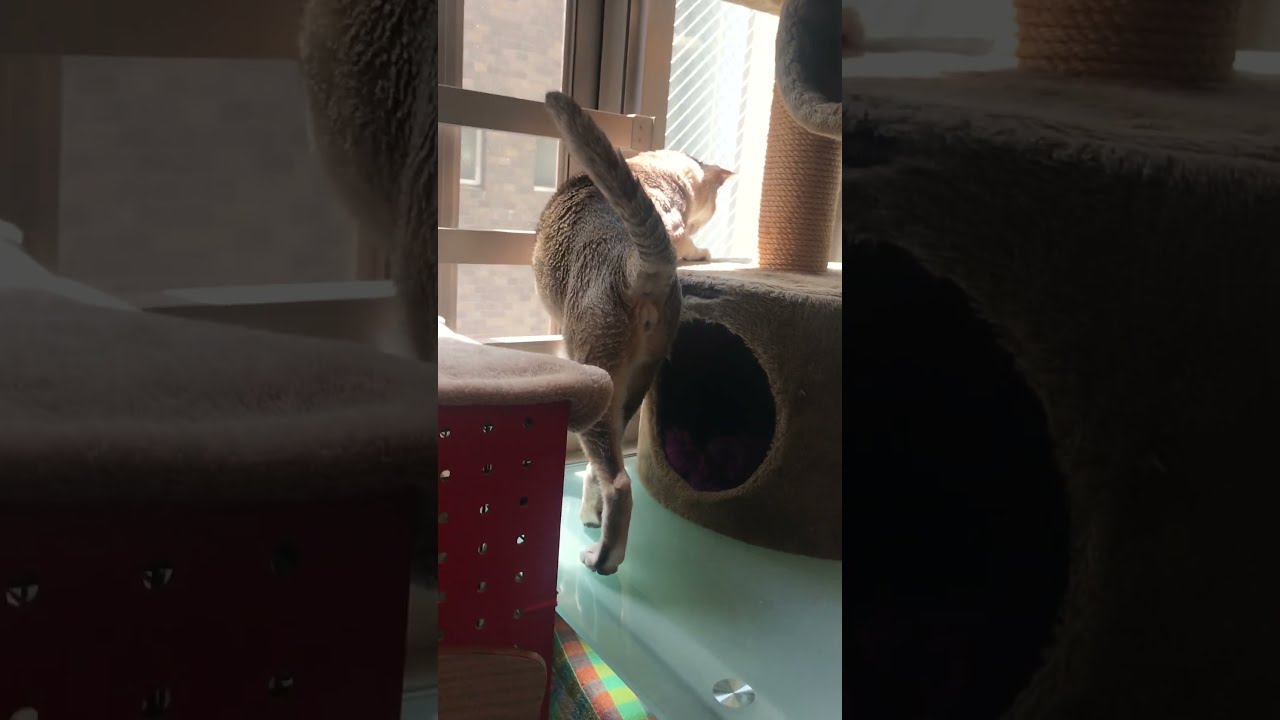 日向ぼっこを中止しちゃうシンガプーラなのにゃ♪