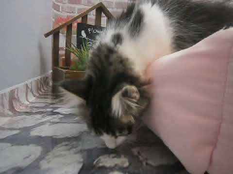 637131 ノルウェージャン・フォレストキャット