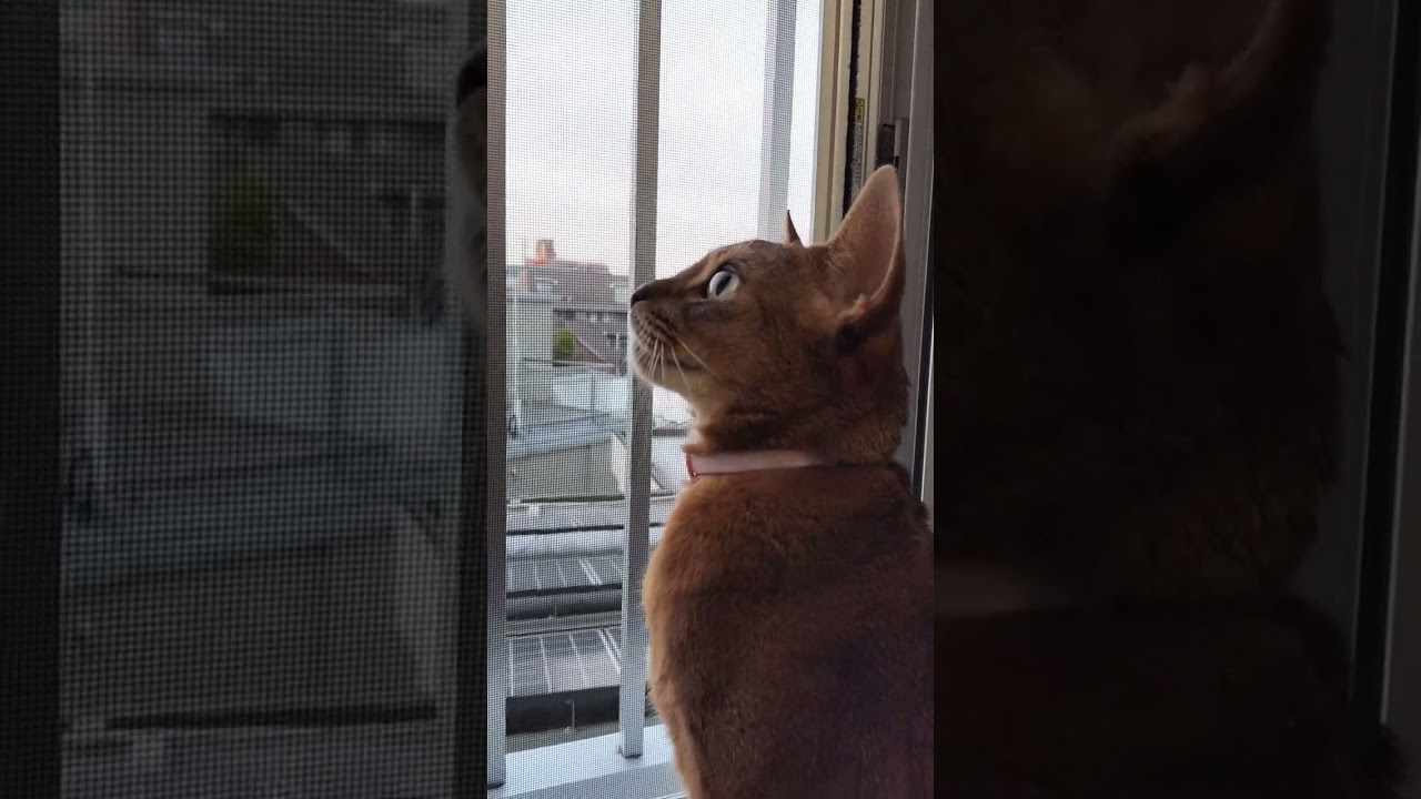 ネコ動画あび#774　#shorts　あびの毎日　アビシニアン　あびブログ