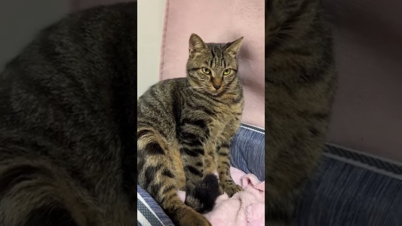 人間のように座りながら寝ようとする猫 #shorts