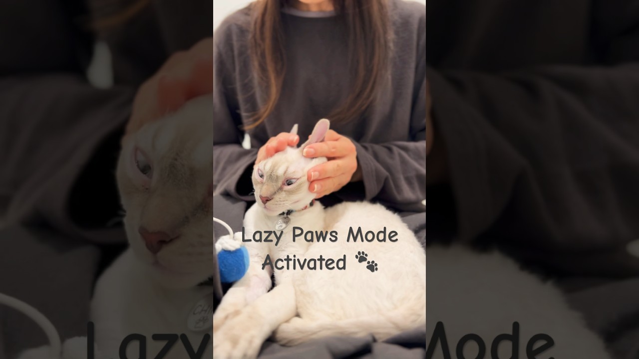 Laid-Back Feline Moments: When Cats Choose Lap Time Over Playtime #devonrex #デボンレックス #shorts