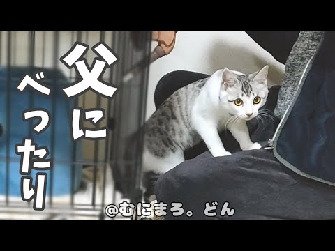 仕事中の父の周りを離れない子猫が可愛すぎる