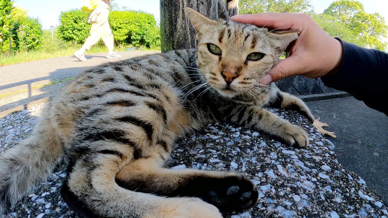 茶トラ猫をモフっていたら恋人のベンガル猫も近寄って来た
