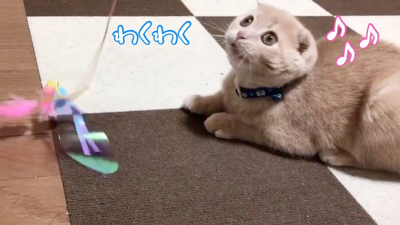 【子猫時代】おもちゃにわくわくする子猫が可愛い【スコティッシュフォールド】