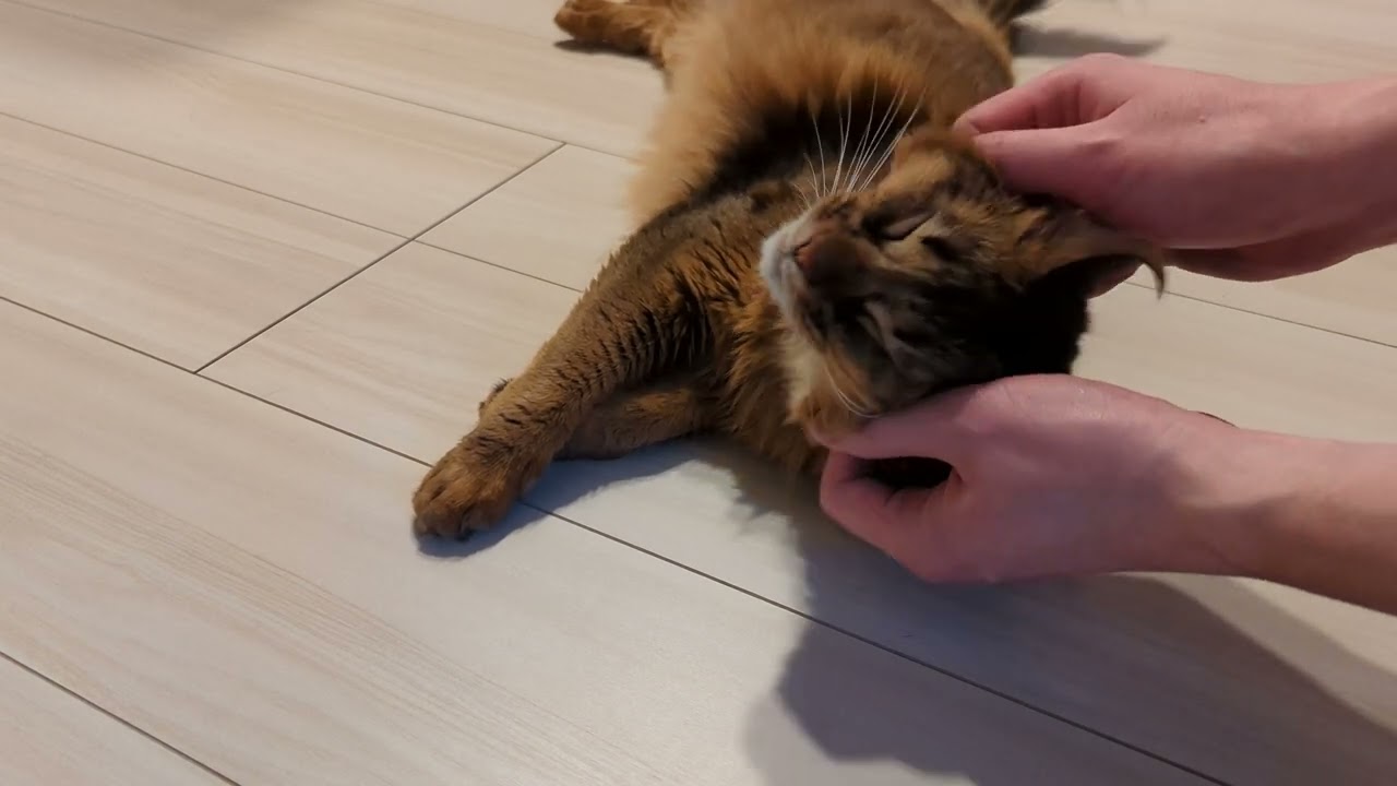 【502日目】甘え猫 #ソマリ #cat