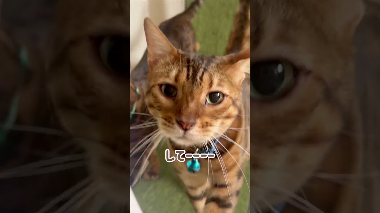 猫の生活もいろいろ大変 #shorts