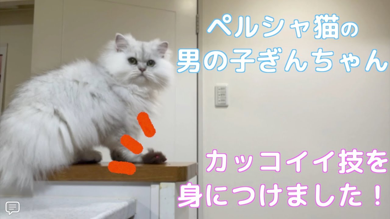 【猫】ペルシャ猫のぎんちゃん新しい技を覚えました！あたたかい目で見てください😅