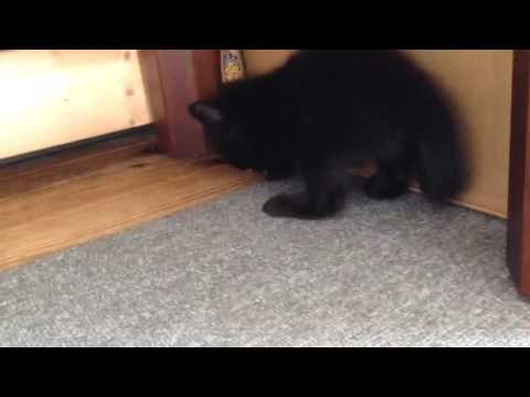 黒猫 ボンベイ赤ちゃん。3番目に産まれた女の子の鳴き声と動きが可愛いすぎ♡ Black bombay cat（黒のボンベイ猫）