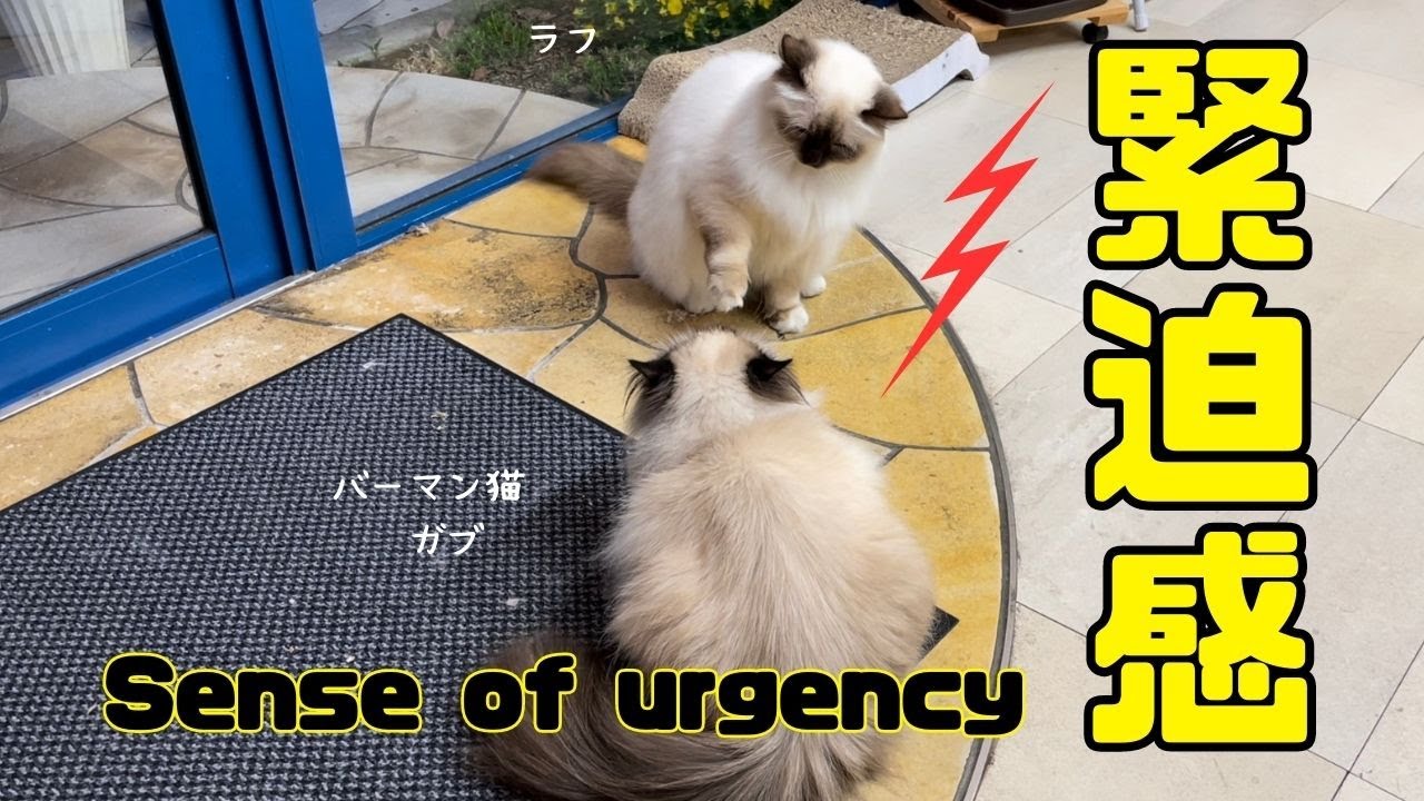 バーマン猫ラフとガブ【緊迫感】Sense of urgency（バーマン猫）Birman/Cat