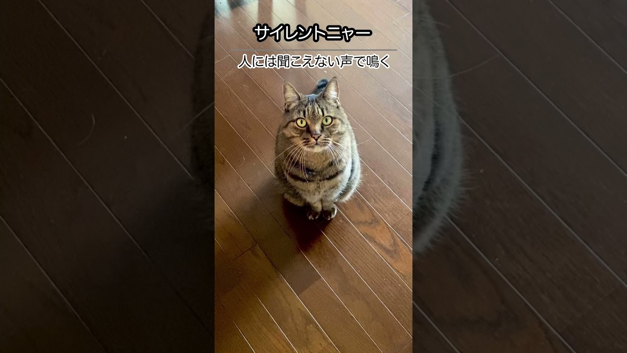 【猫】サイレントニャー！人には聞こえない声で鳴く