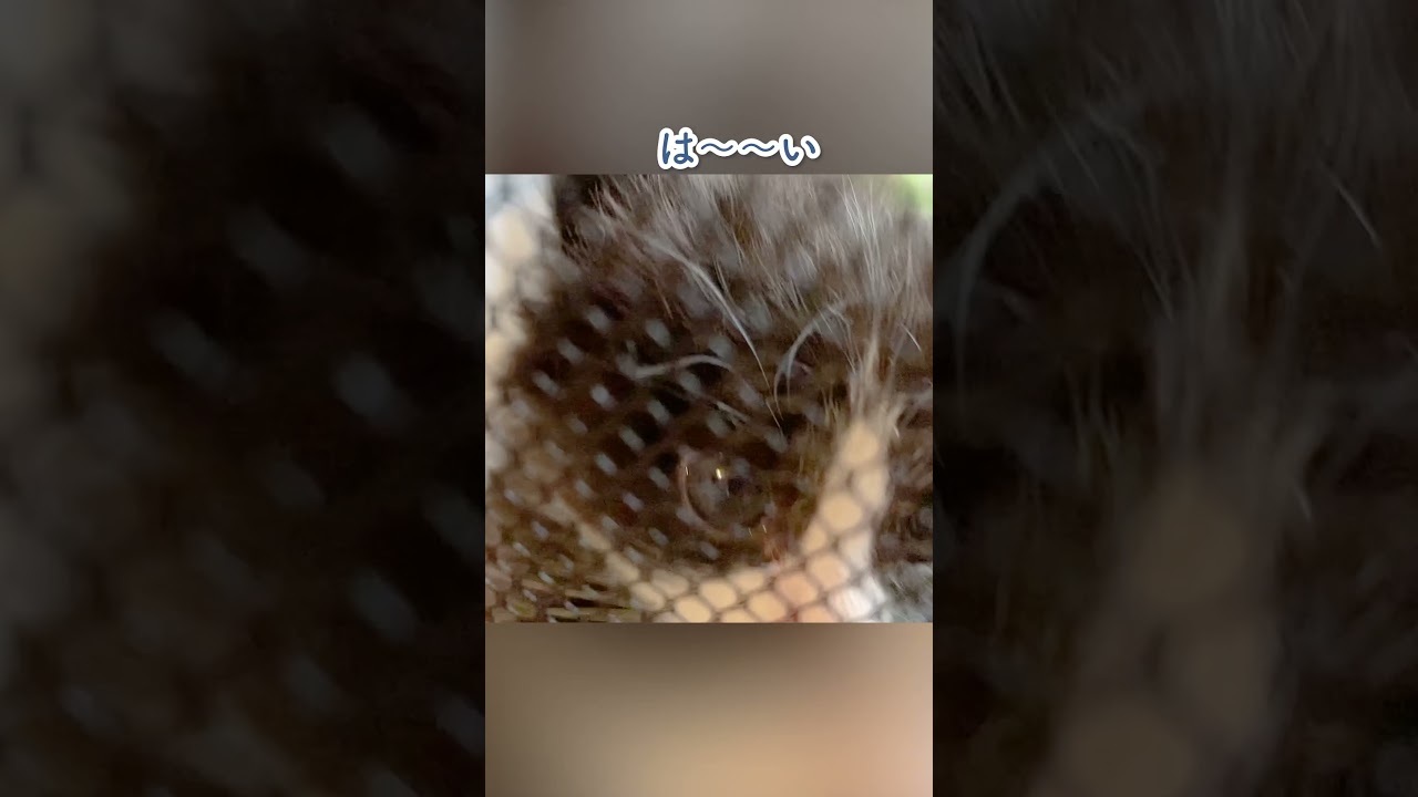 【可愛すぎ注意】子猫のお家に突然訪問したら… #shorts