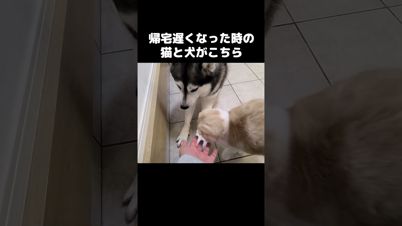 帰宅が遅くなった時の猫と犬がこちら...#shorts
